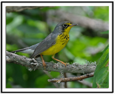 Canada Warbler