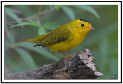 Wilsons Warbler