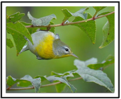 Northern Parula