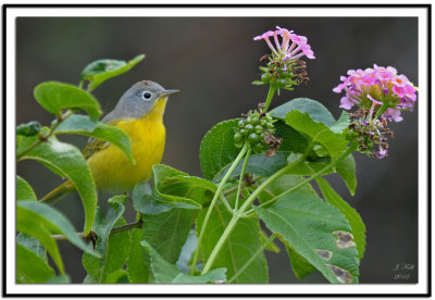 Nashville Warbler