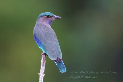 Birds Of Thailand