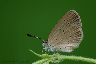 Lesser-Grass-Blue.jpg