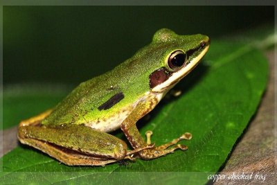 Copper-Cheeked-Frog.jpg