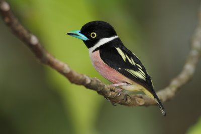 Birds of East Malaysia