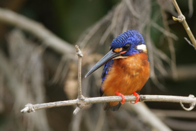 Blue Eared Kingfisher.jpg