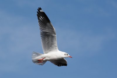 Brown-Headed-Gull.jpg