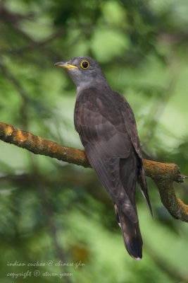Indian-Cuckoo.jpg