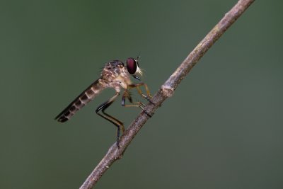 Robberfly.jpg