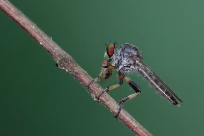 Robberfly with Dinner.jpg