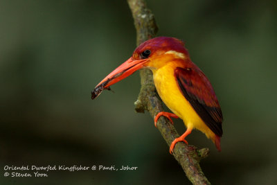 Kingfisher_Oriental.jpg