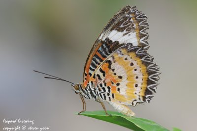 Leopard-Lacewing.jpg