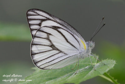 Striped-Albatross.jpg