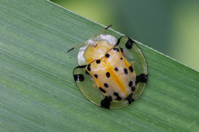 Tortoise-Bettle.jpg