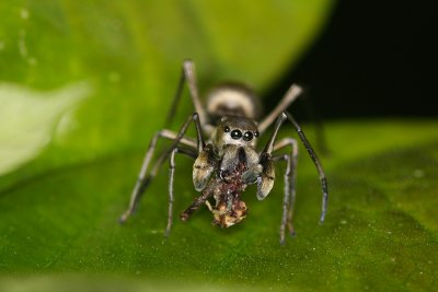 Giant Ant-Like Jumper2.jpg