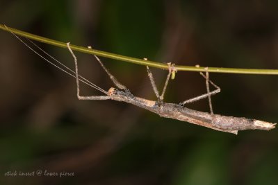 Stick-Insect2.jpg