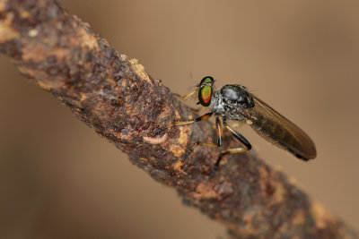 Robberfly-09-08-02.jpg