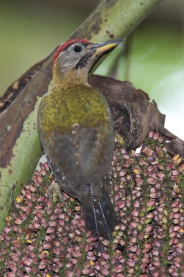 Laced-Woodpecker.jpg