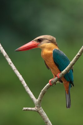 Stork-Billed-Kingfisher.jpg