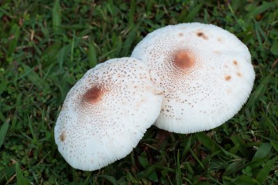 Wild-Mushrooms.jpg