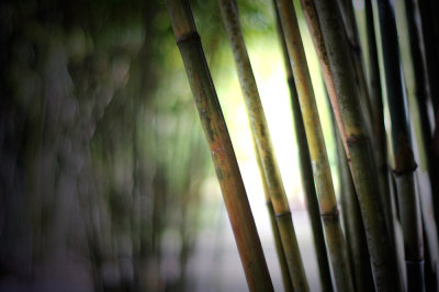 Bamboo.jpg