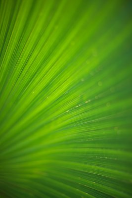 Palm-Leaf-at-1.2.jpg
