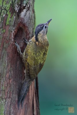 Laced-Woodpecker_Female.jpg