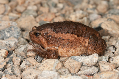 Banded Bullfrog.jpg