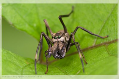 Ant-Mimicking-Spider.jpg