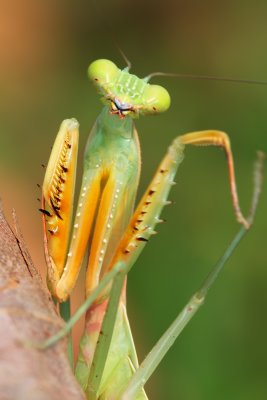 Praying Mantis.jpg