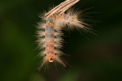 Caterpillar.jpg