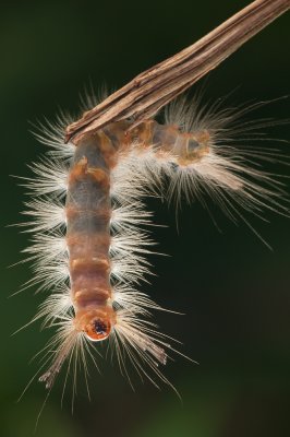 Caterpillar.jpg