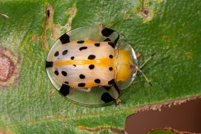 Tortoise Beetle.jpg