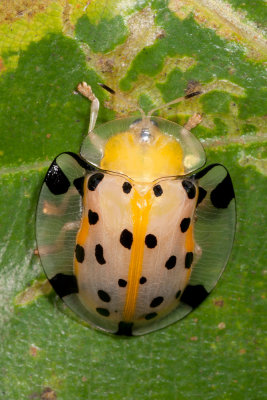 Tortoise Beetle.jpg