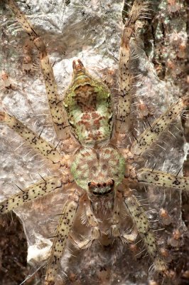 Huntsman--Spiderlings.jpg