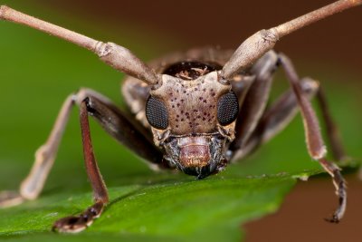 Long Horn Beetle.jpg