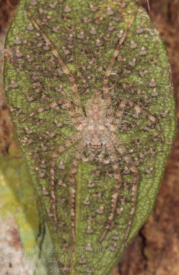 Huntsman Spider
