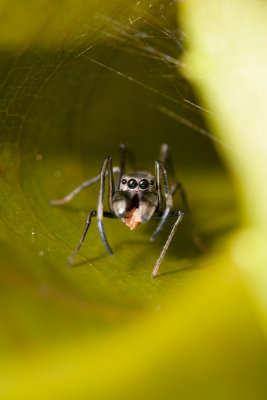 Ant-Mimicking Spider