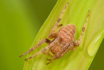 Orb-Web-Spider.jpg