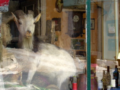 Goat in a shop?