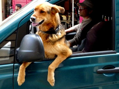 Dogs direct cars,