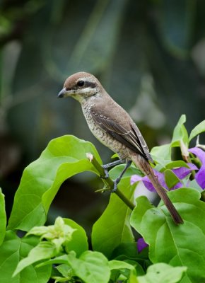 Brown Shrike