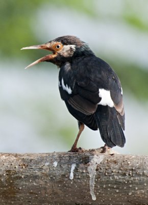 Asian Pied Starling