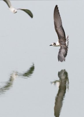White-winged Tern