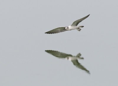 White-winged Tern