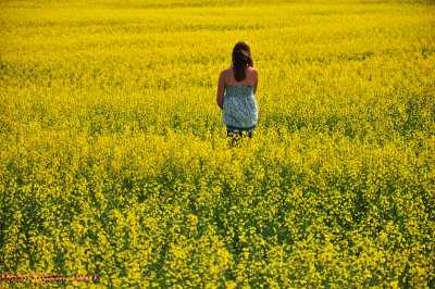 Field of Dreams