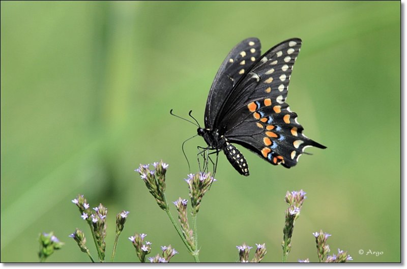 Black Swallowtail