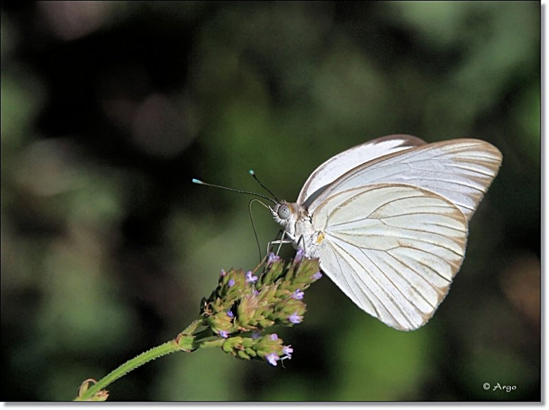 Great Southern White