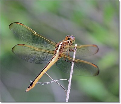 Needham's Skimmer