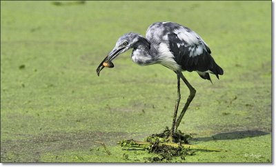Little Blue Heron