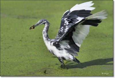 Little Blue Heron